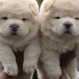 Our Chow Chow Puppies | PostAds PH