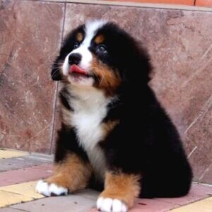 Bernese Mountain Viber:(+63-9455-189-371) WhatsApp:(+63-9455-189-371) | PostAds PH