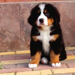 adorable Bernese Mountain Puppies | PostAds PH