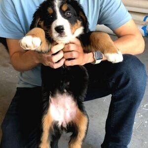 Quality Bernese Puppies | PostAds PH
