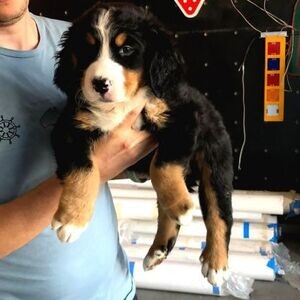 Stunning Bernese Mountain puppies | PostAds PH