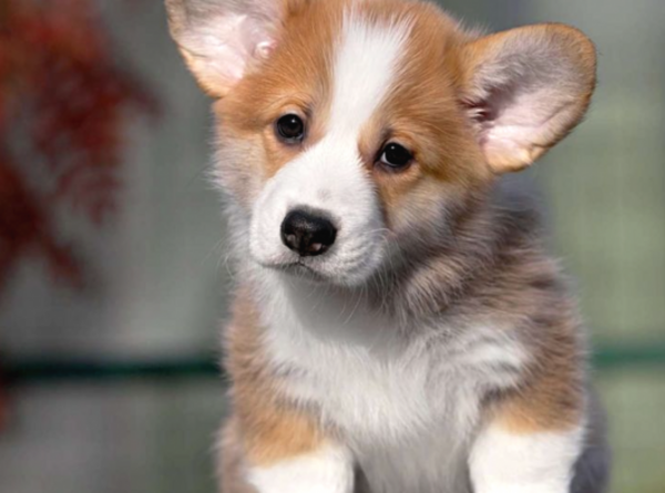 Welsh Corgi Pembroke