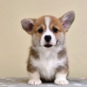 Welsh Corgi Pembroke Puppies xxx | PostAds PH