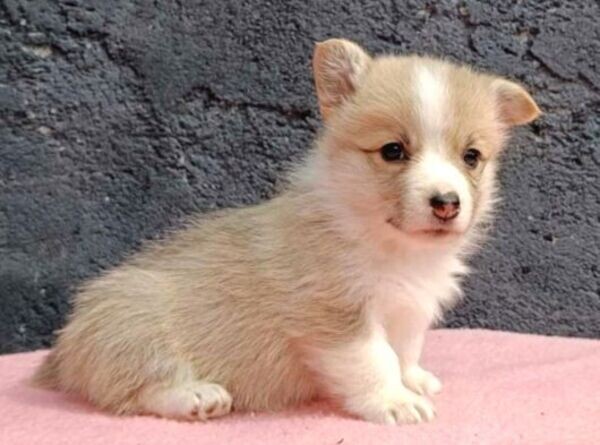 Pembroke Welsh Corgi Puppies xxxx