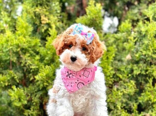  Toy Poodle Puppies xx
