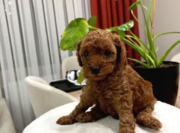 Toy Poodle Puppies xxx
