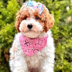 Toy Poodle Puppies | PostAds PH