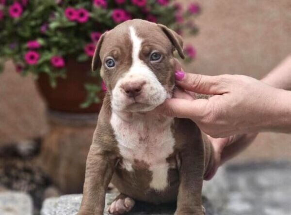 American Bully puppies