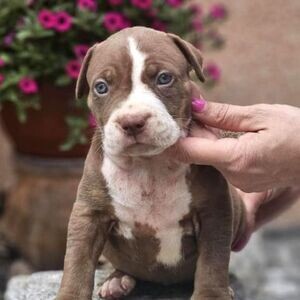 American Bully puppies | PostAds PH