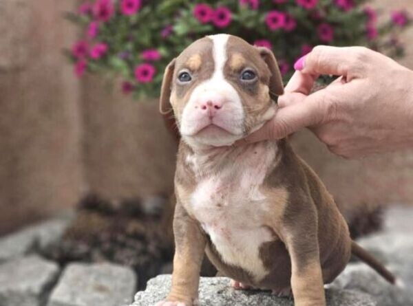 American Bully puppies xx