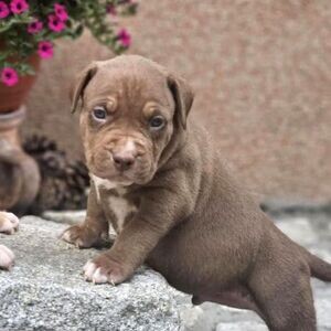 American Bully puppies xxx | PostAds PH