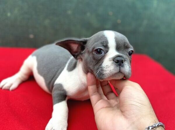 French bulldog puppies xxxx