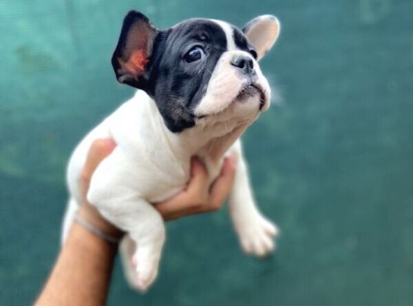 French bulldog puppies xxxxx