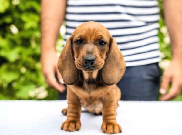 Dachshund puppies xxx