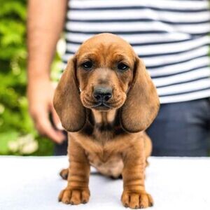 Dachshund puppies xxx | PostAds PH