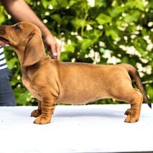 Dachshund puppies xxxx | PostAds PH