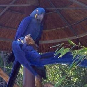Blue and Gold Macaw Parrots | PostAds PH