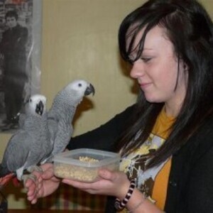 African Grey Parrots Available | PostAds PH