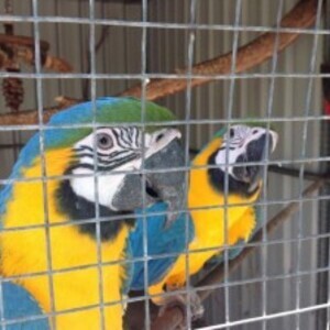 Pair of Blue & Gold Macaws (Price Reduced) | PostAds PH