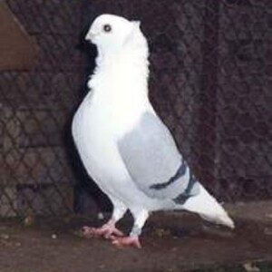 German Owl Pigeons | PostAds PH