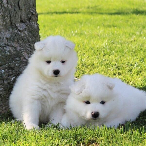 Samoyed white male and female puppies for sale