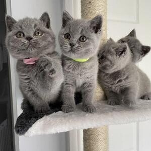 Pedigree British Shorthairs Available..viber :+639463422605) | PostAds PH