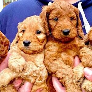 kc Reg Cockapoo Puppies For Sale..viber :+639463422605) | PostAds PH