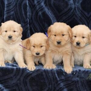 Golden Retriever Puppies For Sale | PostAds PH