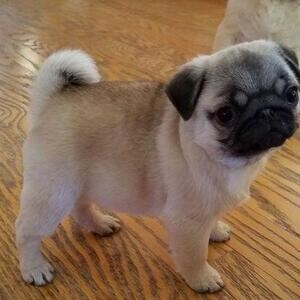 Stunning Pugs Puppies Available..viber :+639463422605) | PostAds PH
