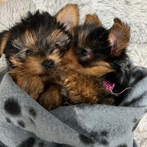 3 small Yorkshire Terrier pups..viber :+639463422605) | PostAds PH