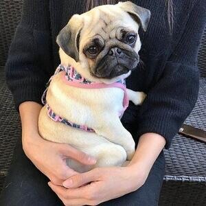 Adorable Pugs Ready To Go..viber :+639463422605) | PostAds PH
