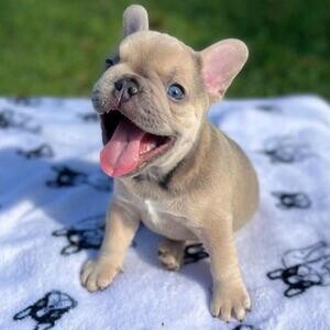 available bulldog puppies..viber :+639463422605) | PostAds PH