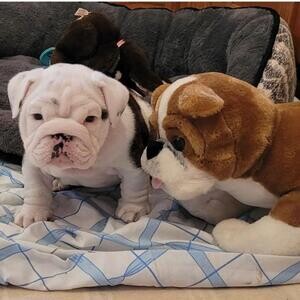 English Bulldog Dogs and Puppies for sale | PostAds PH