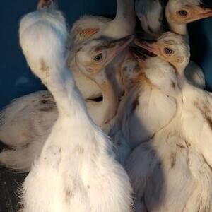 Rhea chicks for sale whites..viber :+639463422605) | PostAds PH