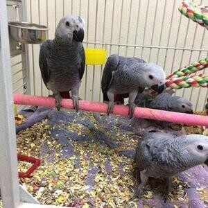 African Grey Parrots And Other Live Birds On Sales | PostAds PH