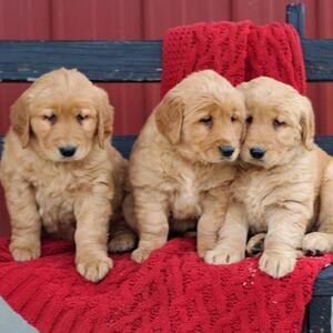 Charming Golden Retriever Puppies for sale | PostAds PH