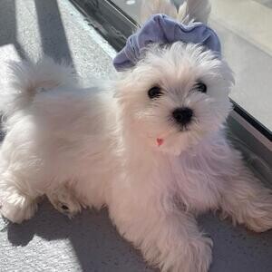Kobe puppies..viber :+639463422605) | PostAds PH