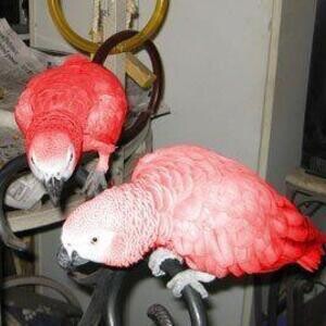 Red Factor African Grey Parrots parrots for sale online wales | PostAds PH