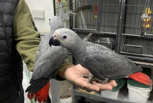 African Grey Parrots parrots for sale online wales