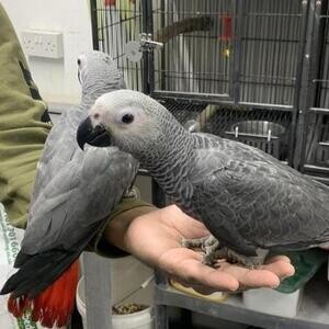 African Grey Parrots parrots for sale online wales | PostAds PH