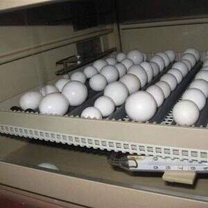 Fertile Parrot eggs and Incubator | PostAds PH