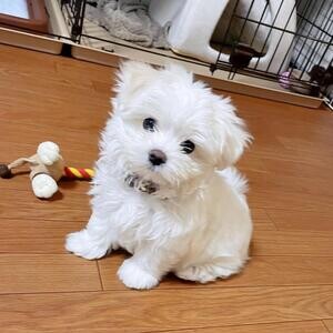 11 weeks old Maltese puppies avaliable..viber :+639463422605) | PostAds PH