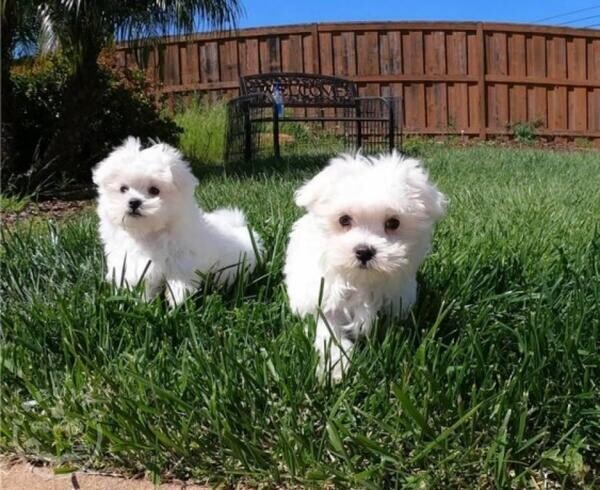 Maltese Puppies For Sale...viber :+639463422605)