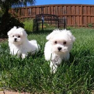 Maltese Puppies For Sale...viber :+639463422605) | PostAds PH