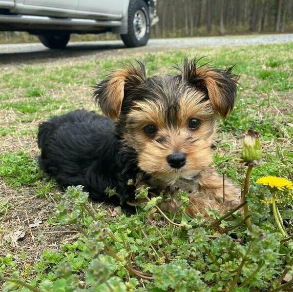 yorkshire Terrier Puppies...viber :+639463422605)