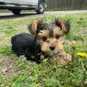 yorkshire Terrier Puppies...viber :+639463422605) | PostAds PH