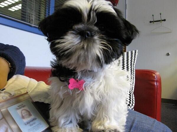 Adorable Shih Tzu Puppys...viber :+639463422605)