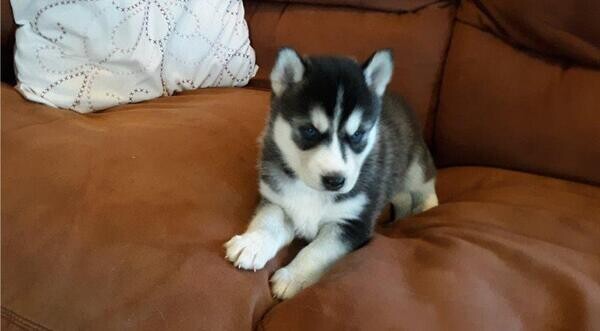 Gorgeous Siberian Husky Puppies ....viber :+639463422605)