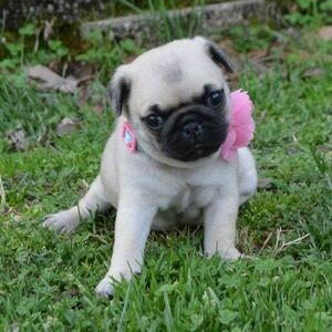Pug Puppies Ready to go home..viber :+639463422605) | PostAds PH