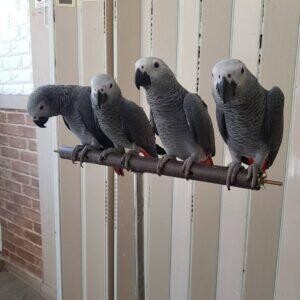 African Grey parrot For Sale..viber :+639463422605) | PostAds PH